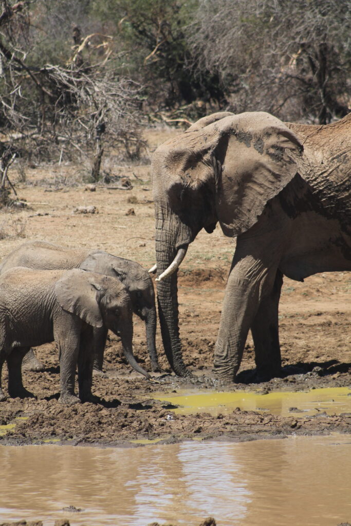 Why Do Elephants Use Seismic Communication?