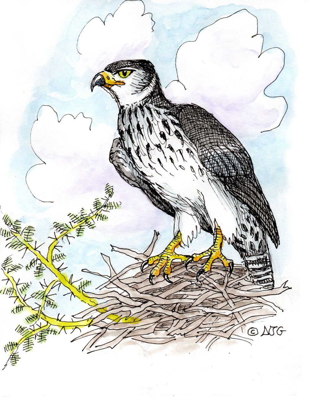 African hawk eagle