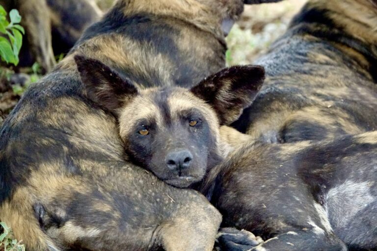 A Day In The Life Of A Wild Dog Researcher