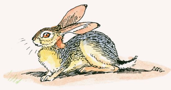 African Savanna Hare