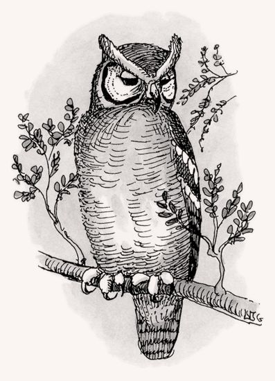 Verreaux’s Eagle-Owl illustration