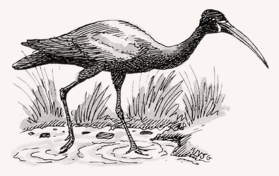 Glossy Ibis illustration