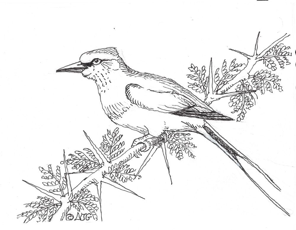 Lilac breasted roller illustration