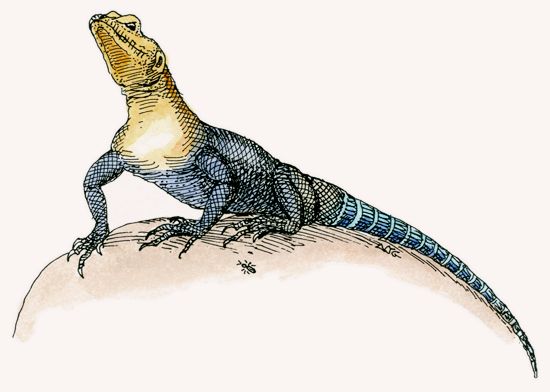 Red-headed Rock Agama