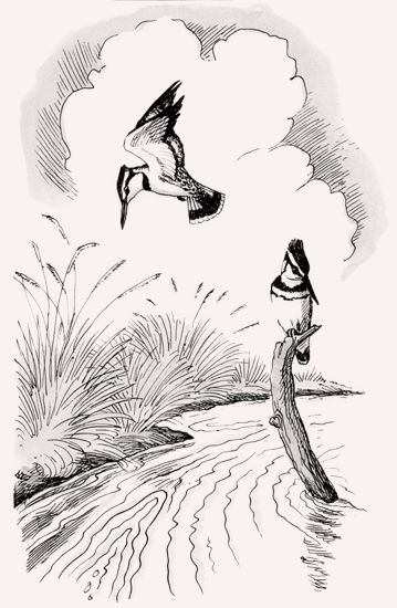 Pied Kingfisher illustration