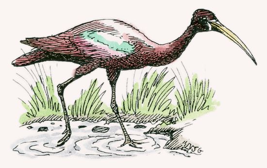 Glossy Ibis
