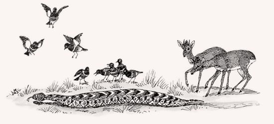 Puff Adder illustration