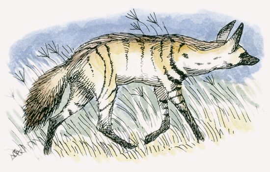 Aardwolf