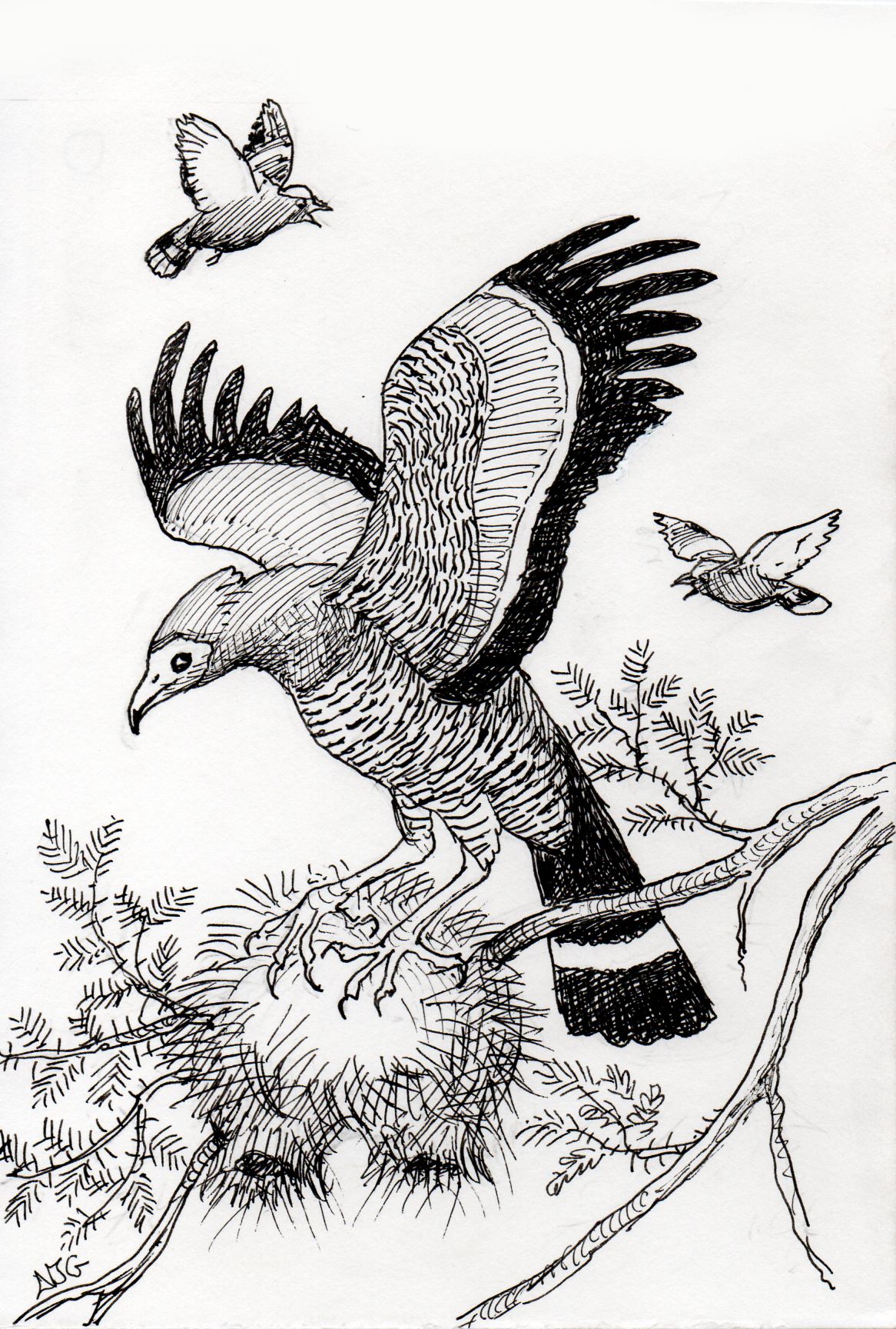 African harrier hawk illustration
