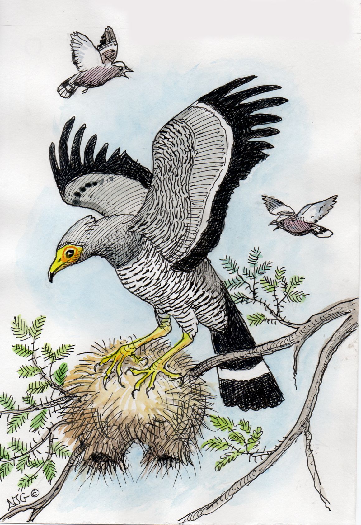 African harrier hawk
