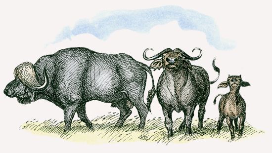 African Buffalo