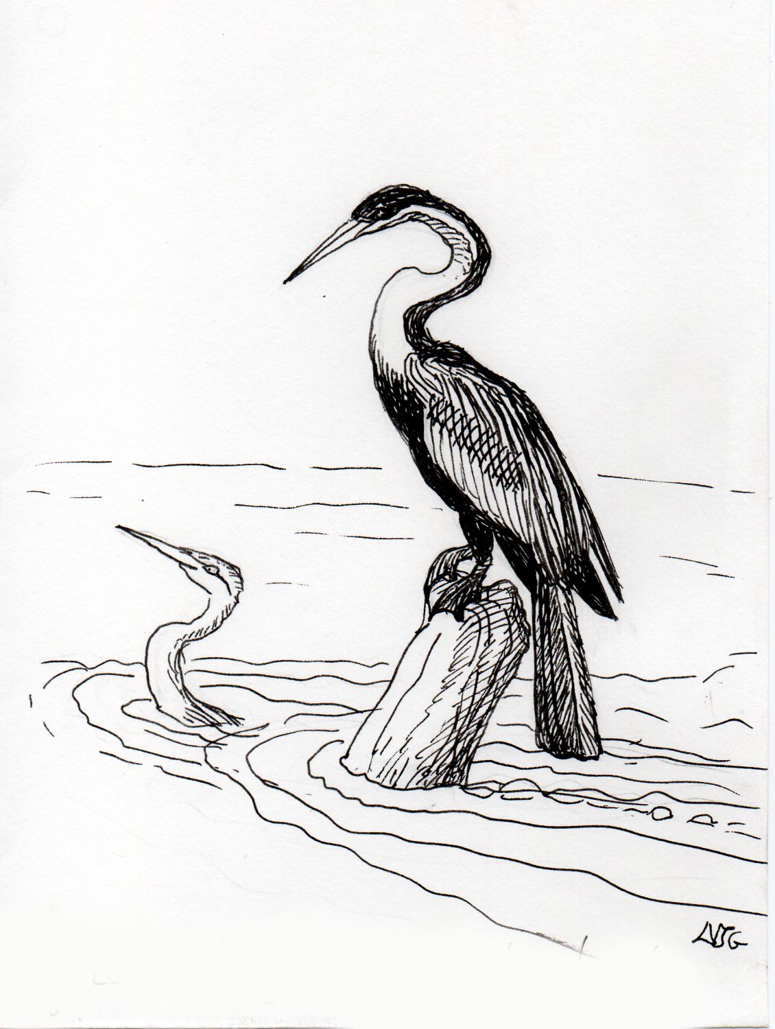 African Darter illustration