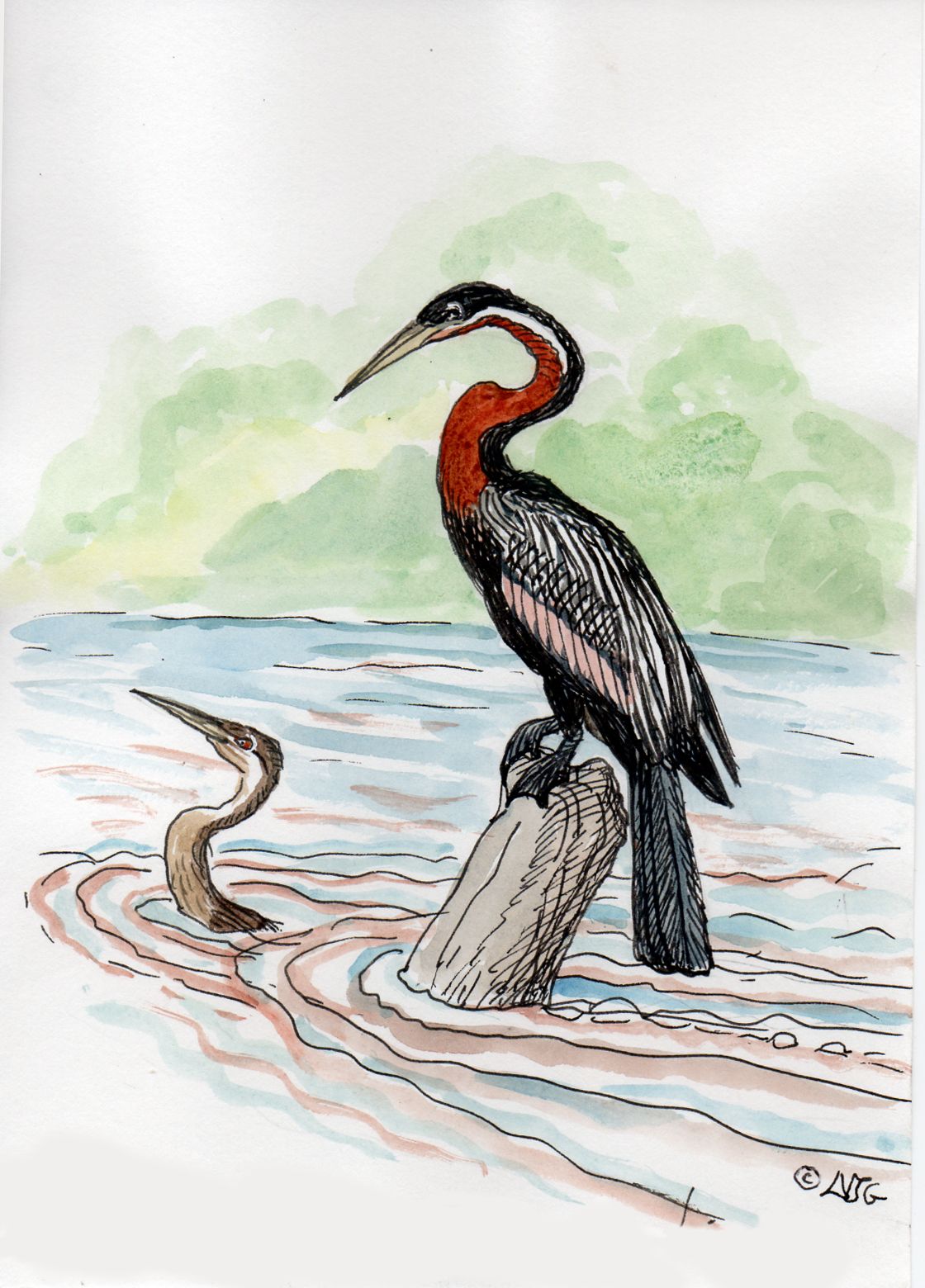 African Darter