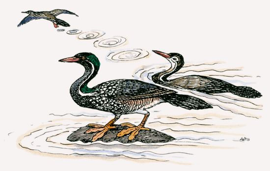 African Finfoot