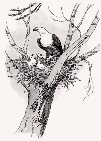 African Fish Eagle illustration