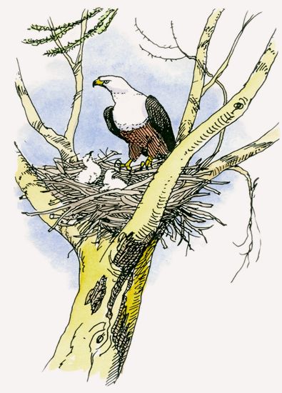 African Fish Eagle