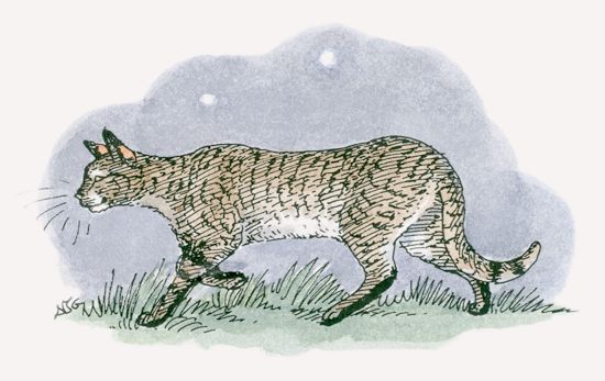 African Wildcat