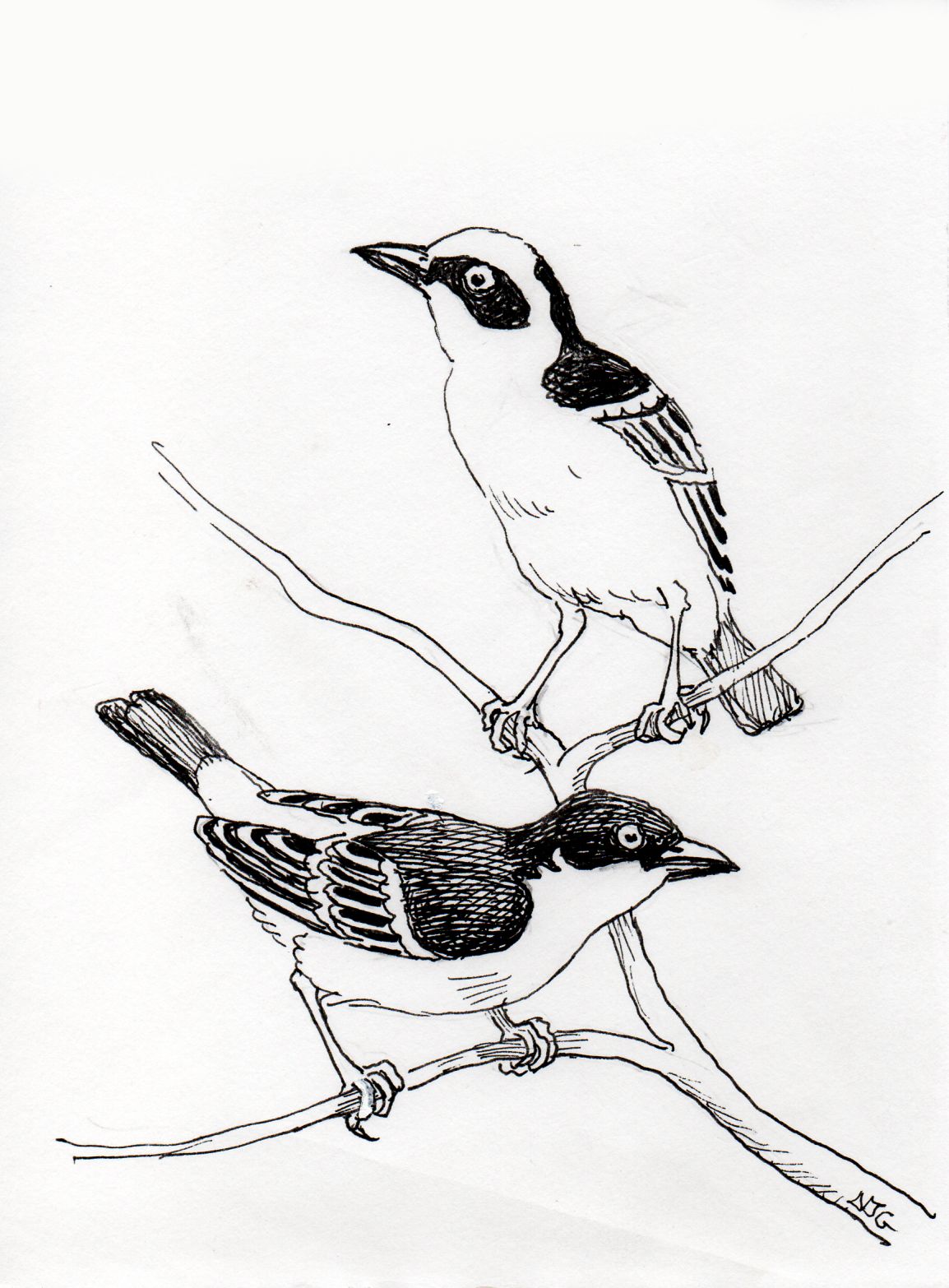 Baglafecht weaver illustration
