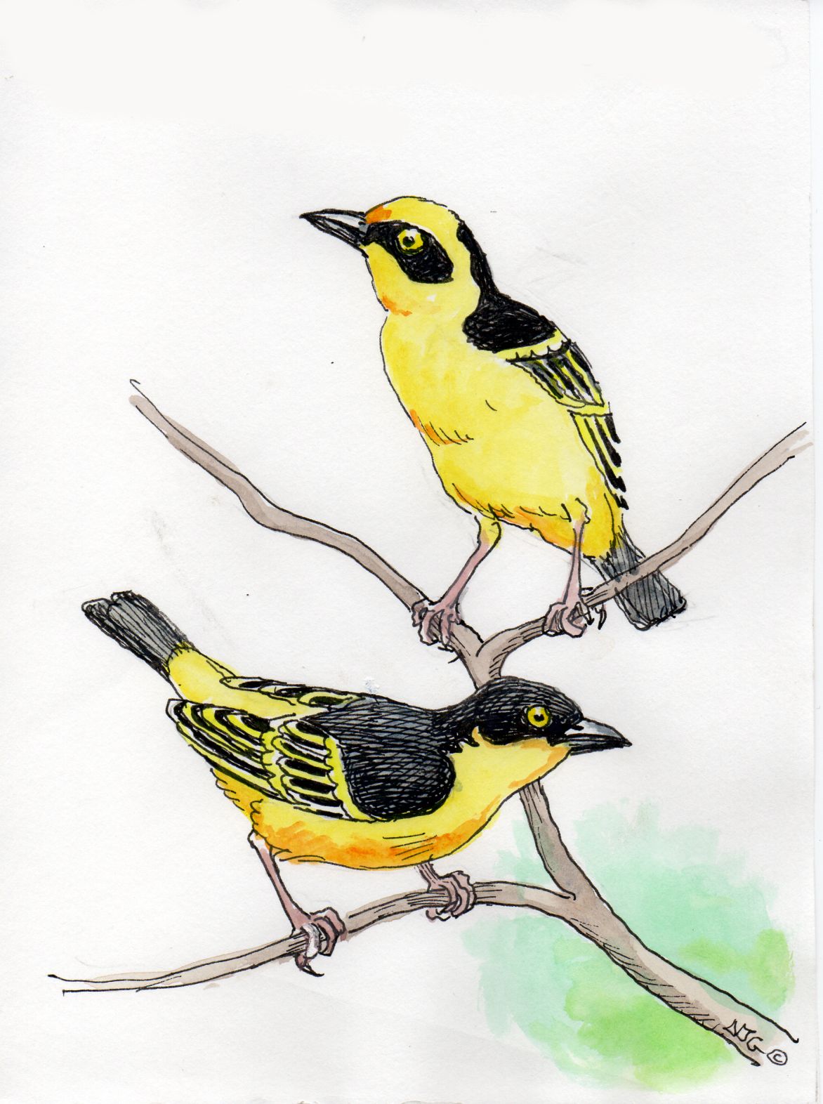 Baglafecht weaver
