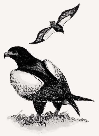 Bateleur illustration