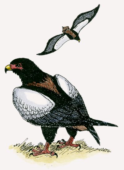 Bateleur