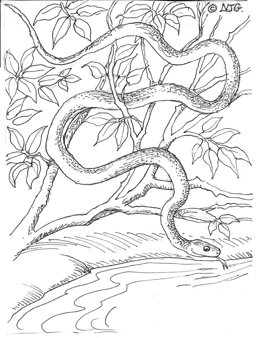 Battersby green snake illustration