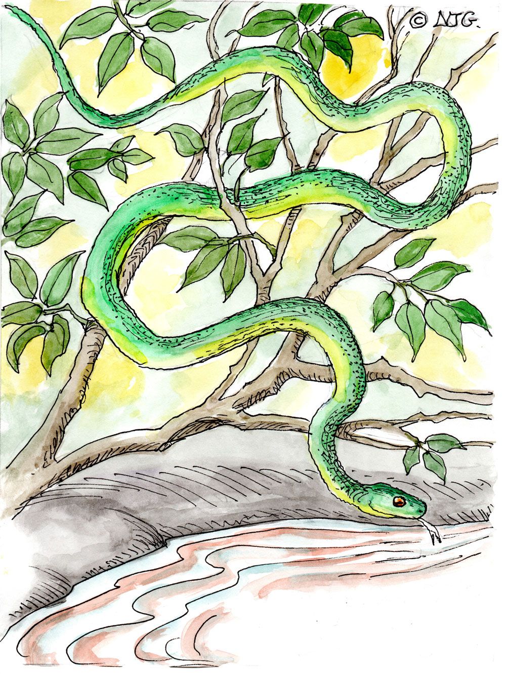 Battersby green snake