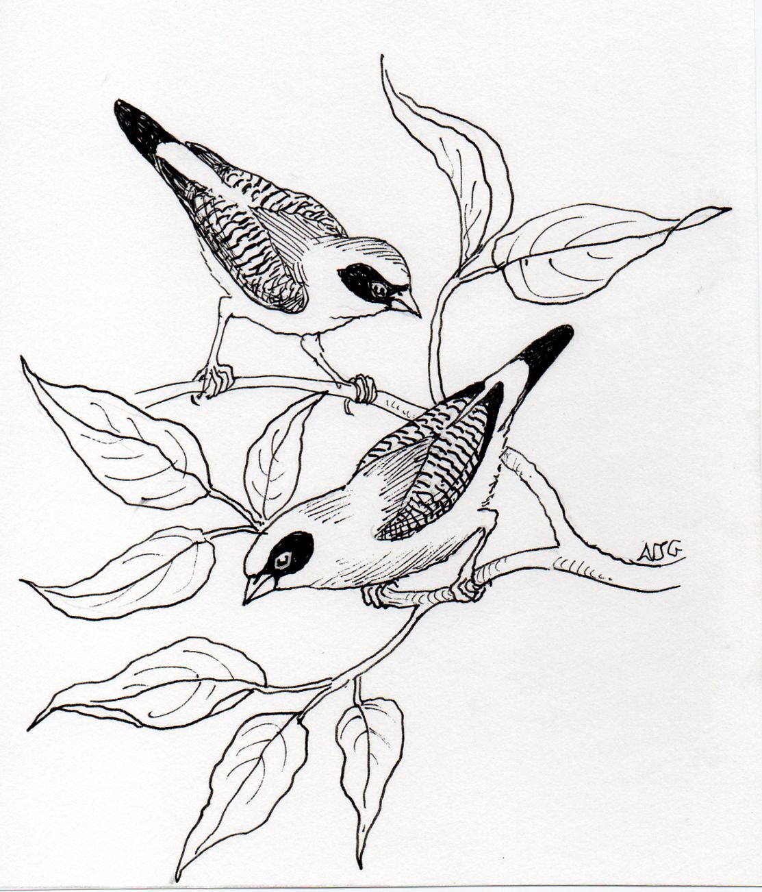 Black-cheeked waxbill illustration