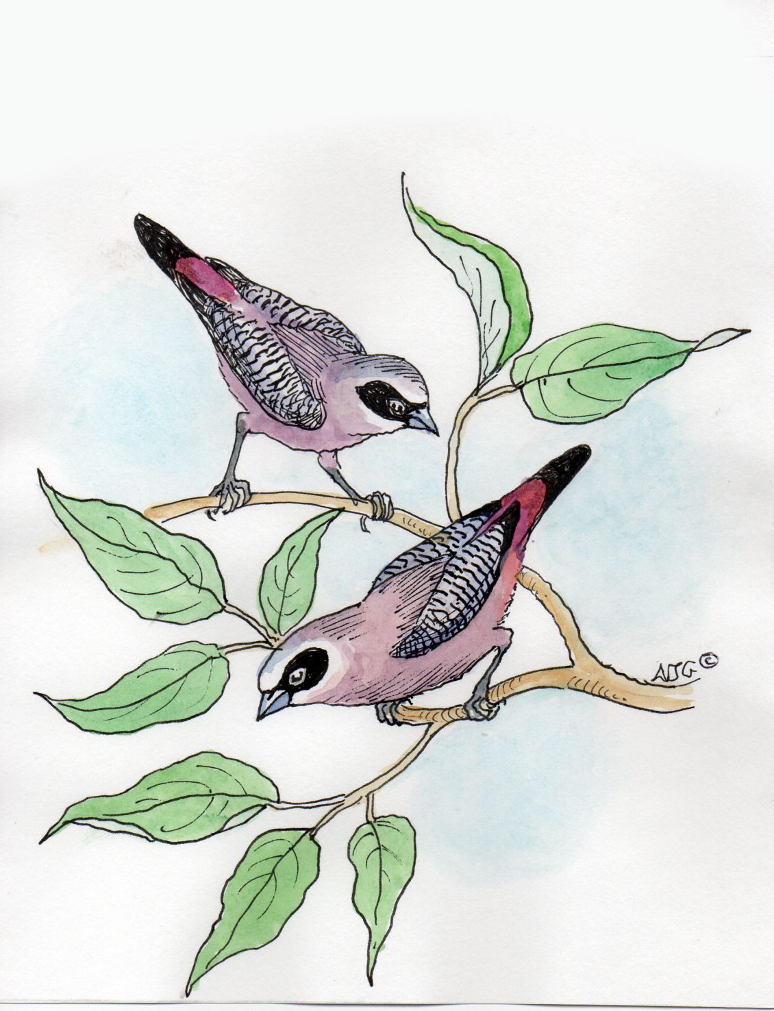 Black-cheeked waxbill