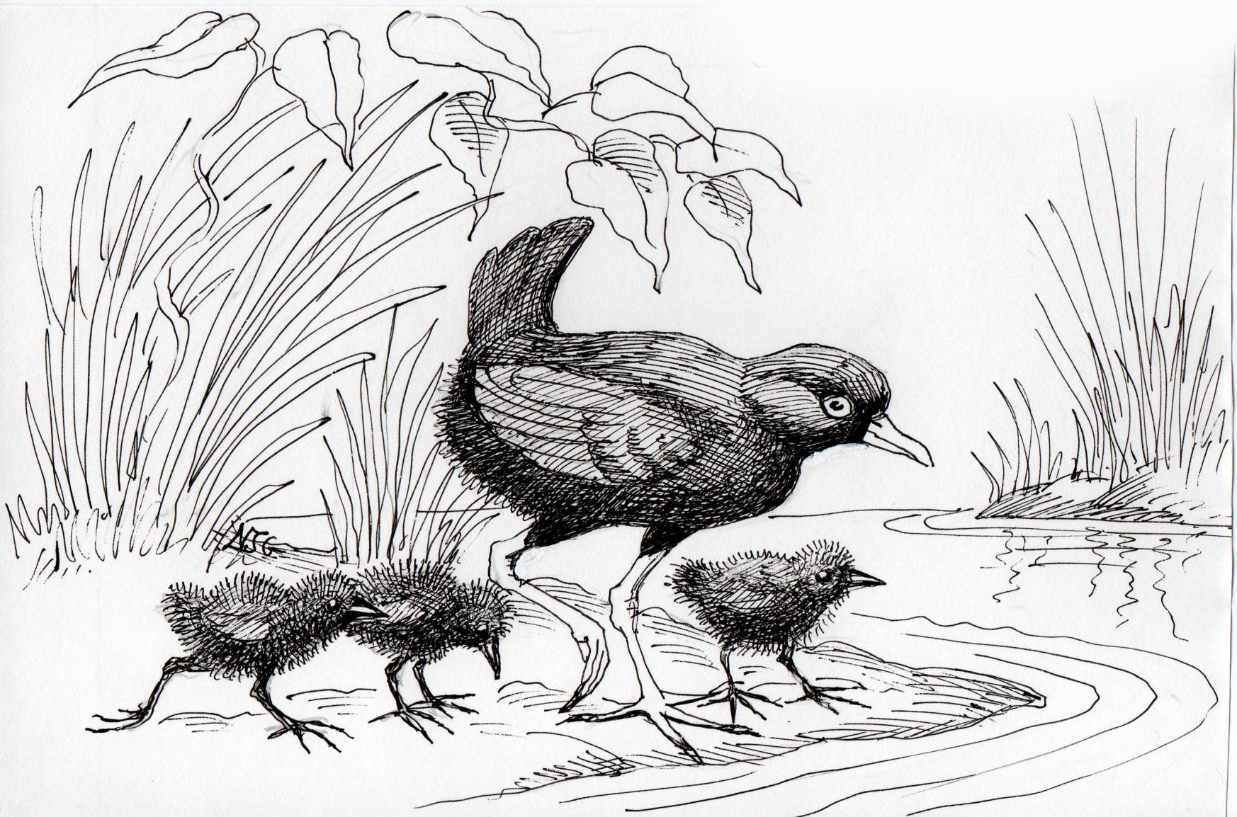 Black Crake illustration