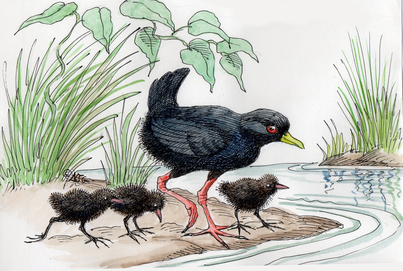 Black Crake