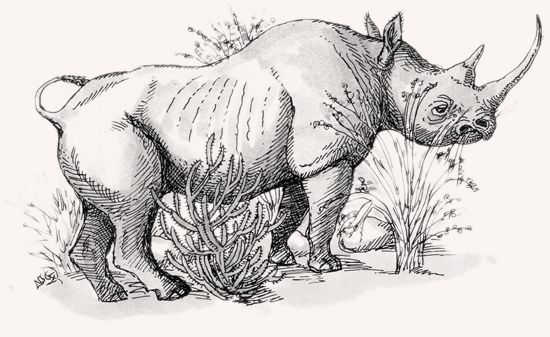 Black Rhinoceros illustration