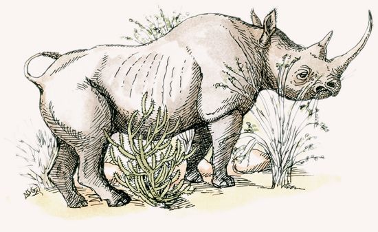 Black Rhinoceros