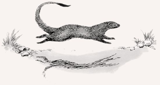 Slender Mongoose illustration