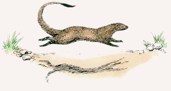 Slender Mongoose