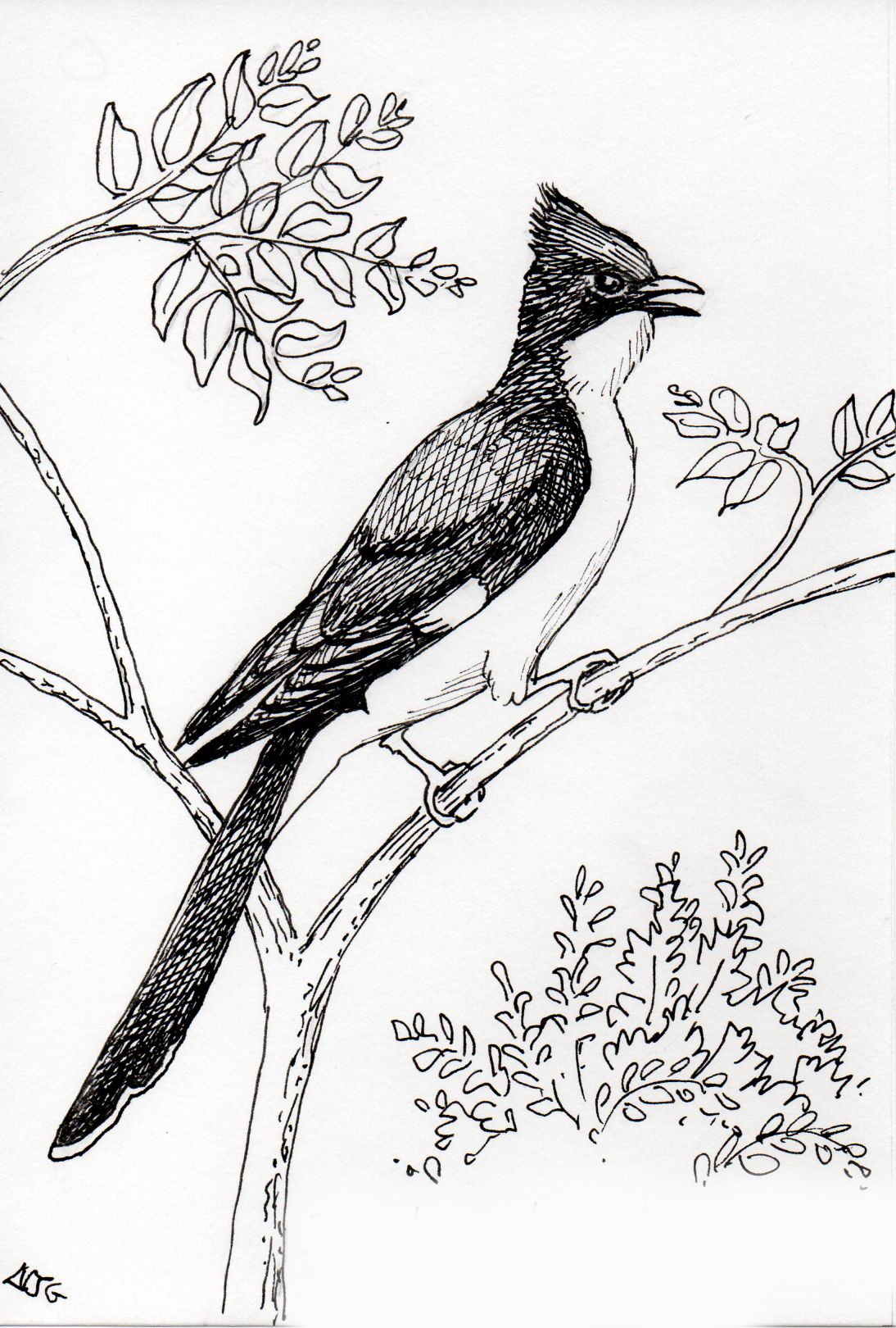 Black and White Cuckoo illustration