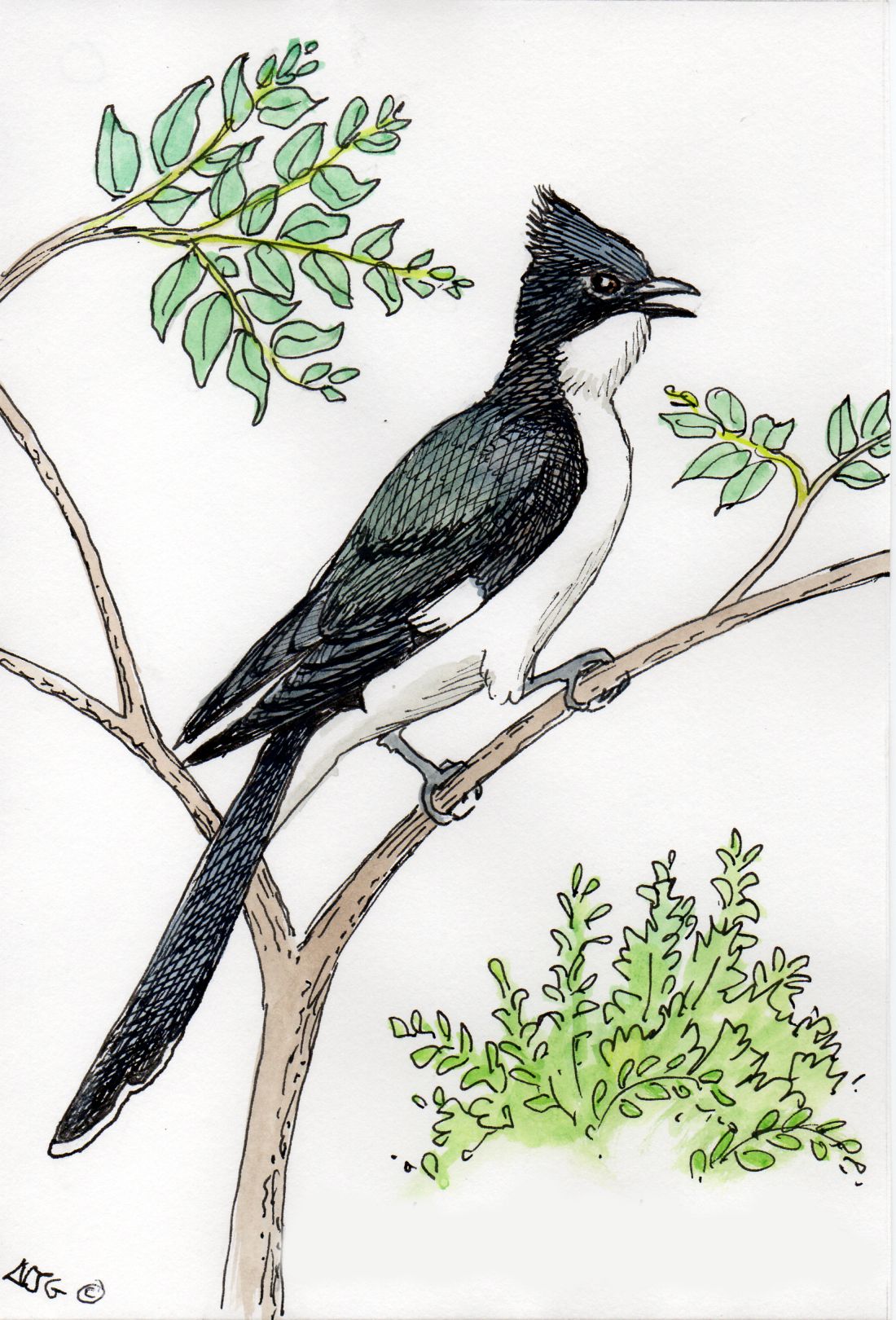 Black and White Cuckoo