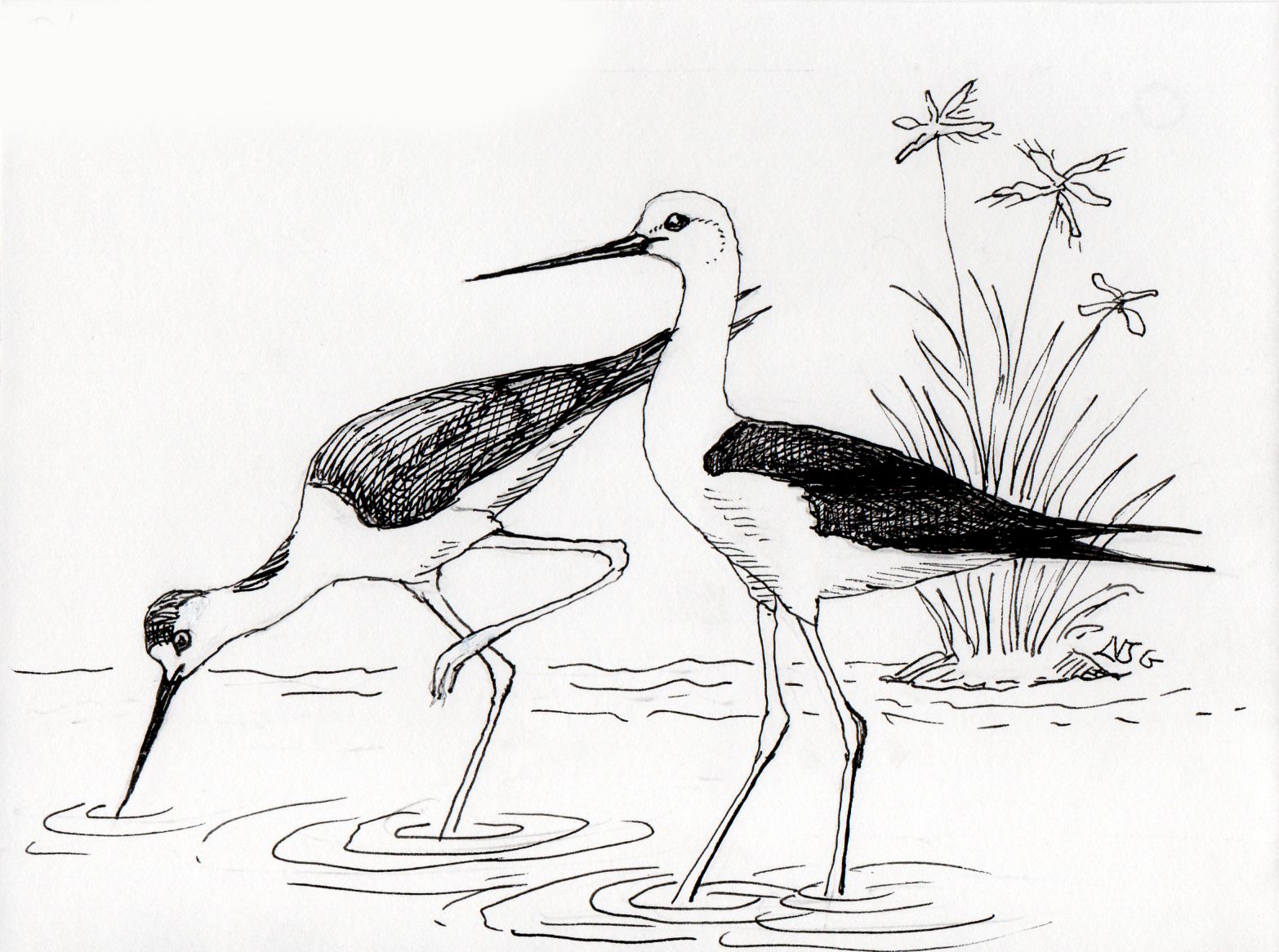 Black-Winged Stilt illustration