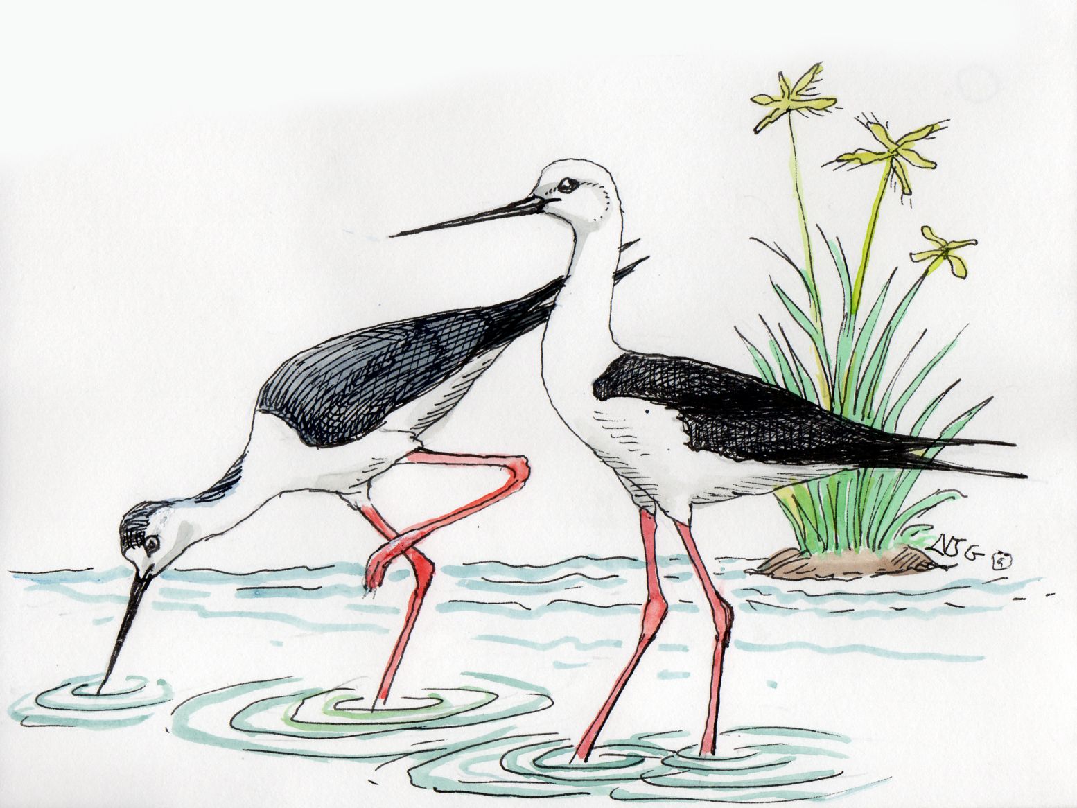 Black-Winged Stilt