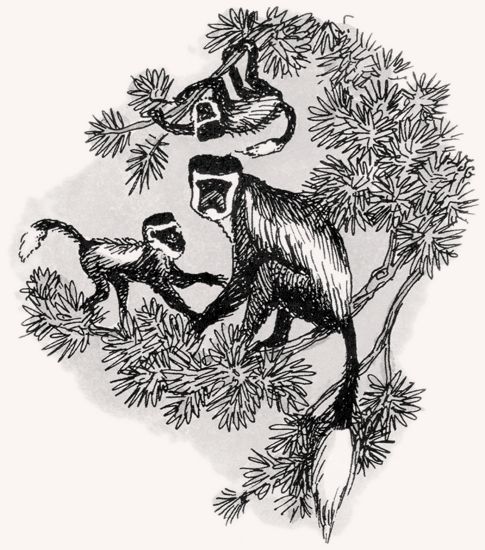 Black-and-White Colobus illustration