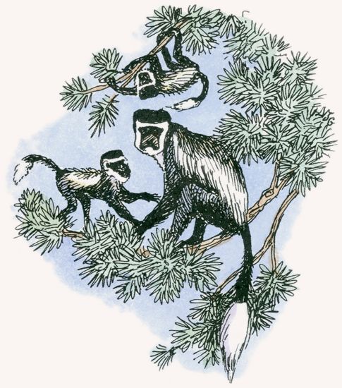 Black-and-White Colobus