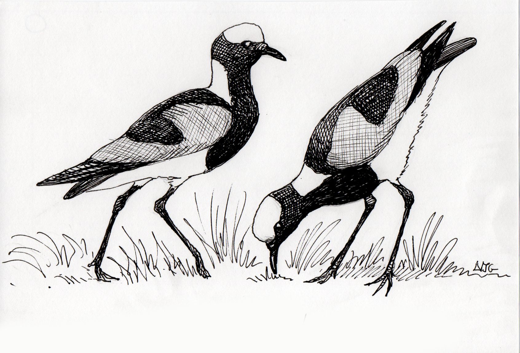 Blacksmith Lapwing illustration