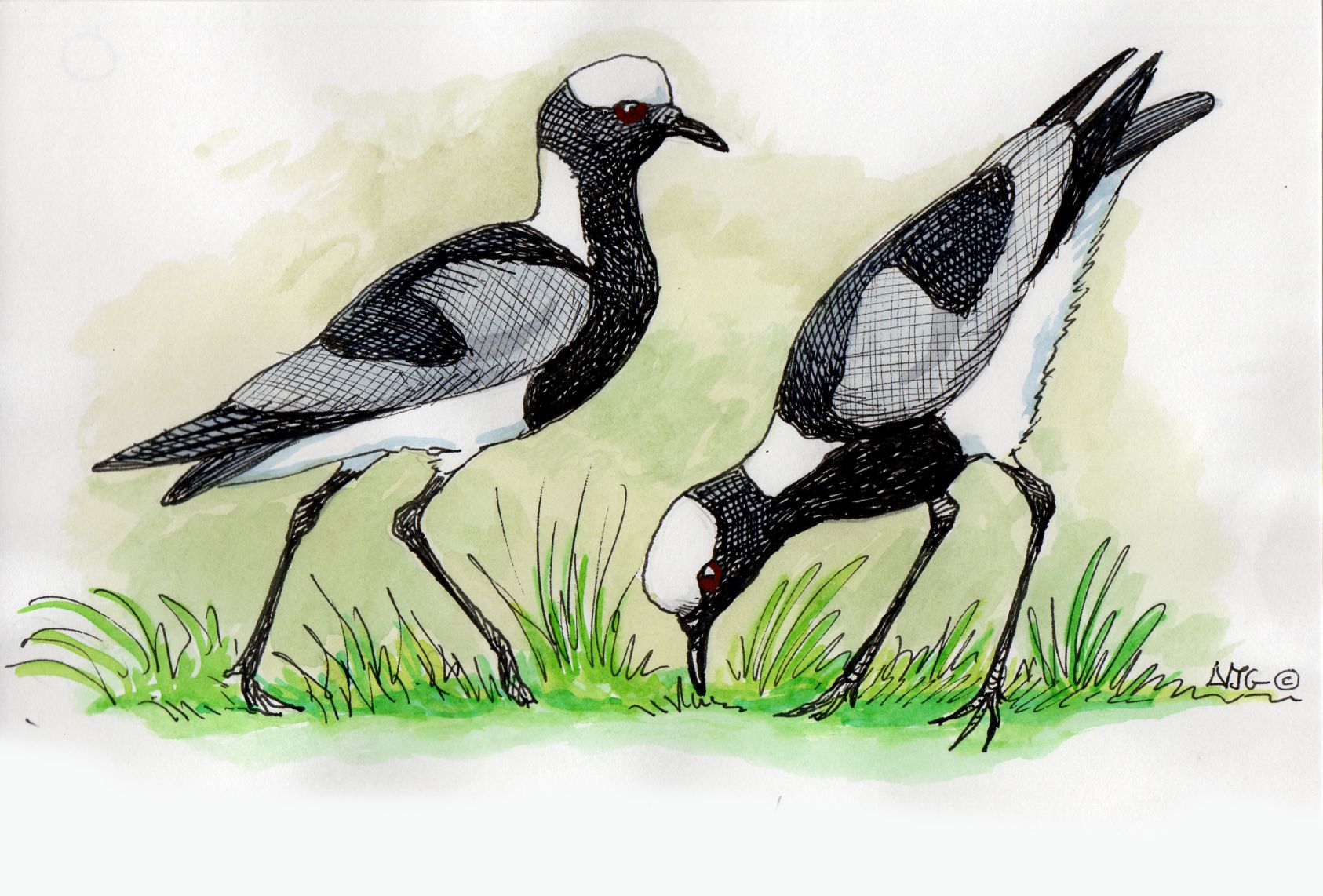 Blacksmith Lapwing