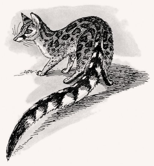 Blotched Genet illustration