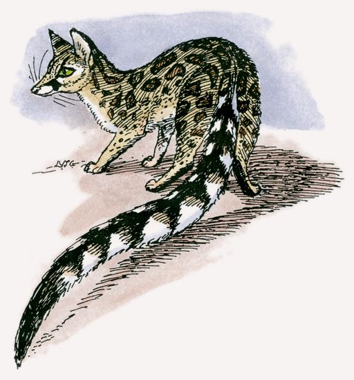 Blotched Genet