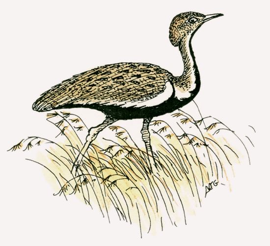 Buff-crested Bustard