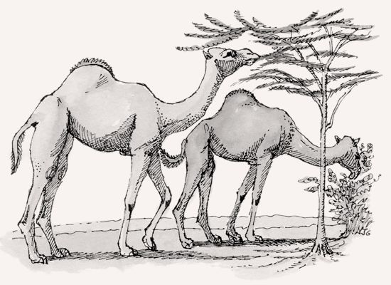 Camel illustration