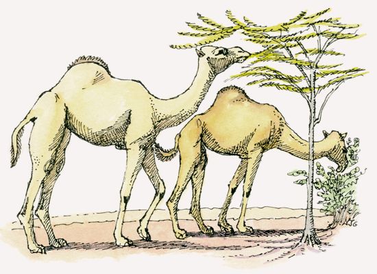 Camel