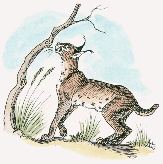 Caracal