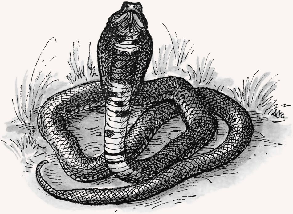 Cobra illustration
